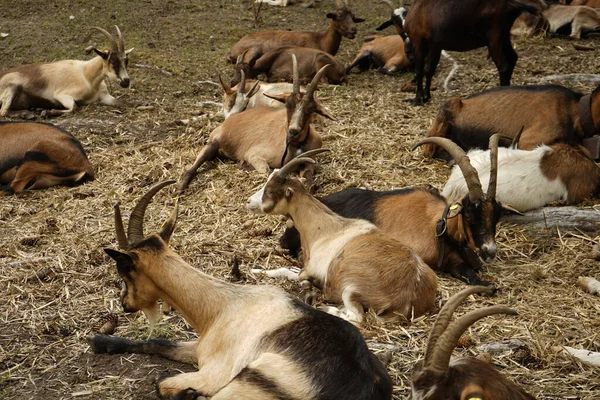 염소들 소목장에서 휴식을 취한다 — 스톡 사진