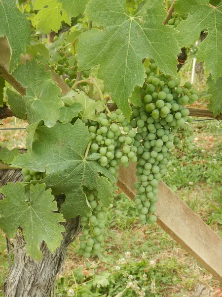 Trossen Nebbiolo Druiven Rijping — Stockfoto