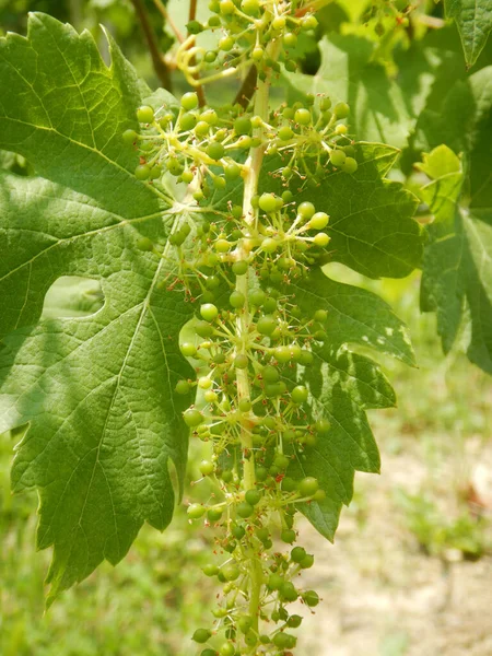 Des Grappes Raisins Nebbiolo Poussant Dans Les Vignobles Sur Les — Photo