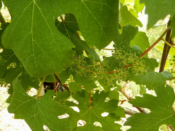 Des Grappes Raisins Nebbiolo Poussant Dans Les Vignobles Sur Les — Photo