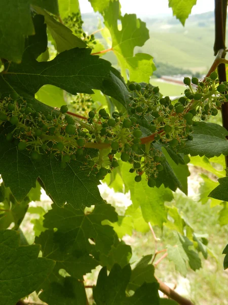 Des Grappes Raisins Nebbiolo Poussant Dans Les Vignobles Sur Les — Photo