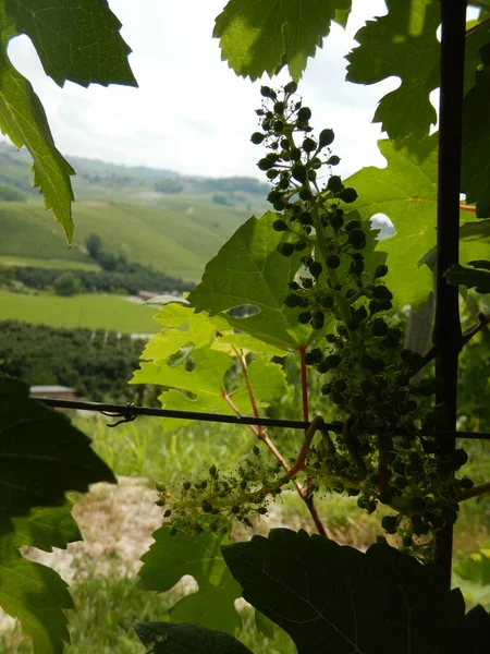 Des Grappes Raisins Nebbiolo Poussant Dans Les Vignobles Sur Les — Photo