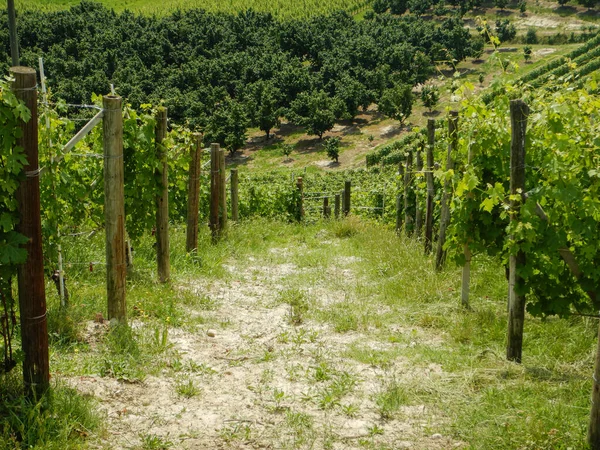 Viñedo Langhe Cerca Barolo Piamonte Italia — Foto de Stock