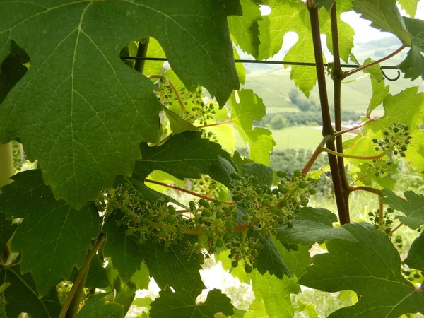 Des Grappes Raisins Nebbiolo Poussant Dans Les Vignobles Sur Les — Photo