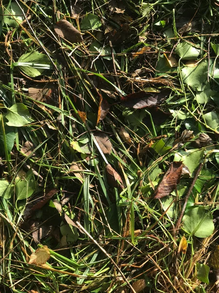 Folhas Secas Pedaços Madeira Mudas Chão Vegetação Rasteira — Fotografia de Stock