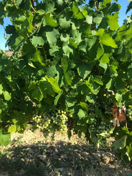 Vignoble Timorasso Sur Les Collines Tortona Piémont Italie — Photo