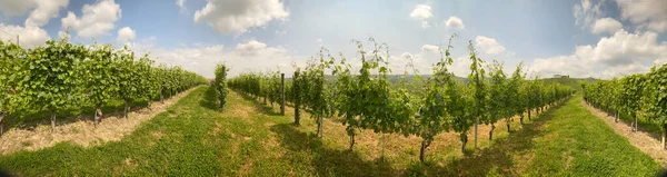 Vinha Langhe Perto Barolo Piemonte Itália — Fotografia de Stock