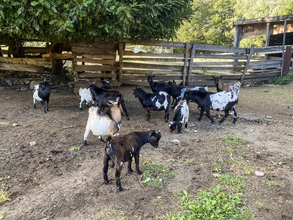 Ziegengruppe Zaun Eines Bauernhofes Piemont Italien — Stockfoto