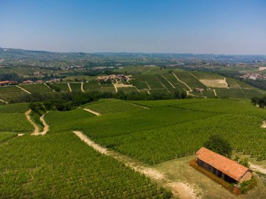 Serralunga d 'Alba ve Castiglion Falletto arasında Langhe' nin üzüm bağları olan tepeler, Piedmont - İtalya