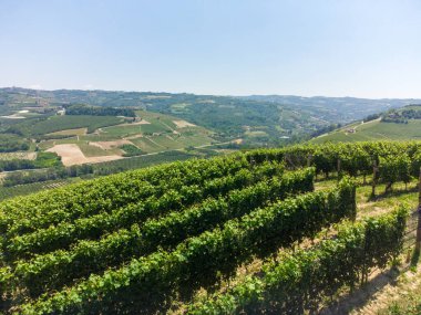 Serralunga d 'Alba ve Castiglion Falletto arasında Langhe' nin üzüm bağları olan tepeler, Piedmont - İtalya