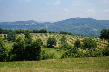 Langhe, Piedmont, İtalya 'da bir fındık tarlası.