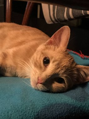 Genç kırmızı bir kedinin huzuru