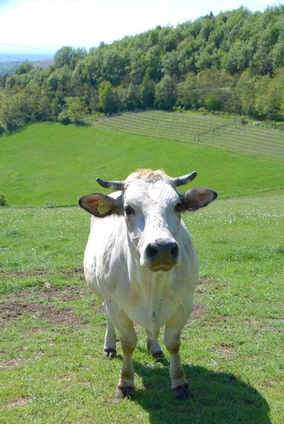 Portrait Grazing Cow Langhe Piedmont Italy — Stock Photo, Image