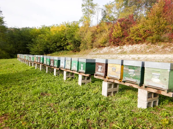 Bienenstöcke Auf Einer Wiese Der Langhe Piemont Italien — Stockfoto