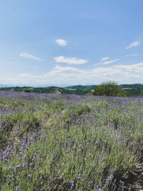 Sale San Giovanni 'deki tepelerin manzarası lavanta tarlaları, Piedmont - İtalya