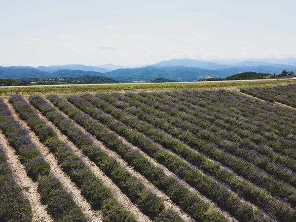 販売サン ジョバンニの丘の眺めラベンダー畑 ピエモンテ イタリア — ストック写真