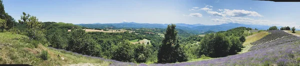 Vista Una Colina Con Campos Lavanda Una Vista Panorámica Las —  Fotos de Stock