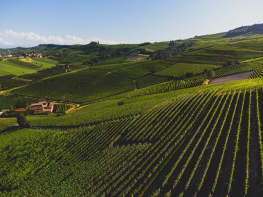 Langhe tepelerindeki üzüm bağları La Morra, Piedmont - İtalya