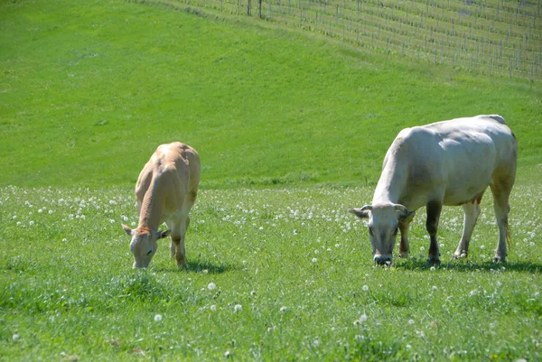 Пасуться Корови Пагорбах Ланге Ємонт Італія — стокове фото