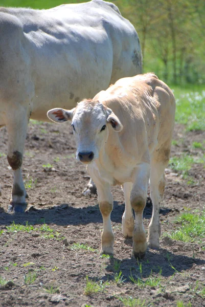Vacas Nas Colinas Langhe Piemonte Itália — Fotografia de Stock