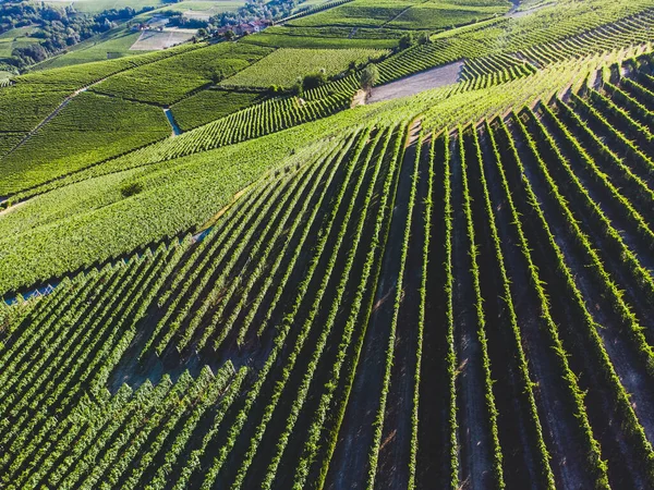 モーラ ピエモンテ州から見たランゲ丘のブドウ畑 イタリア — ストック写真