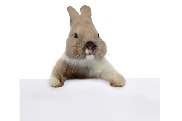 Cute little bunny on empty board — Stock Photo, Image