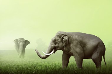 Sumatra filleri yeşil sahada yürüyüş