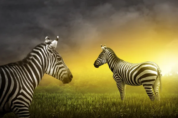 Zwei Zebras auf der Wiese — Stockfoto