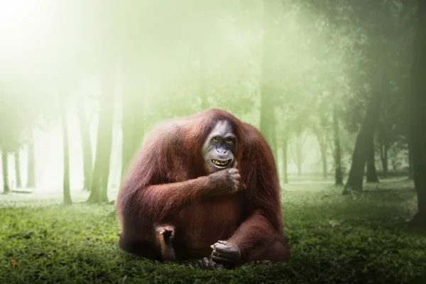 Θηλυκό οραγγουτάγγος μαϊμού — Φωτογραφία Αρχείου