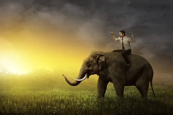 Азиатский бизнесмен верхом на слоне — стоковое фото