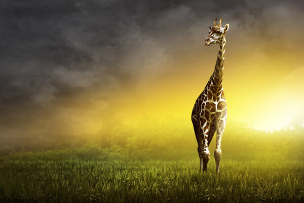 Girrafe standing on the grassland at the sunset