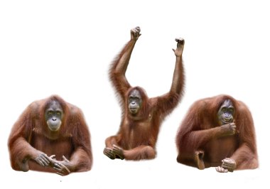 Set of image orangutan clipart