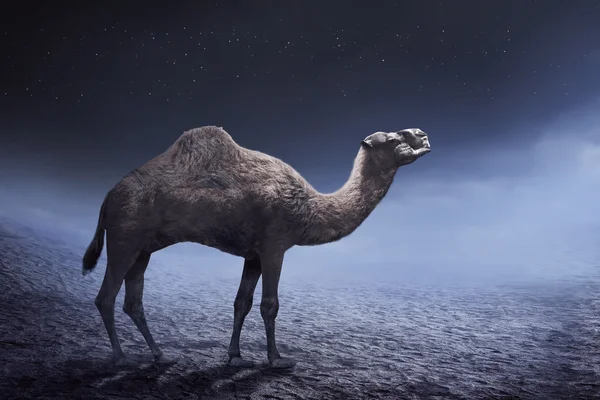 Καμήλα στην έρημο κατά τη διάρκεια — Φωτογραφία Αρχείου