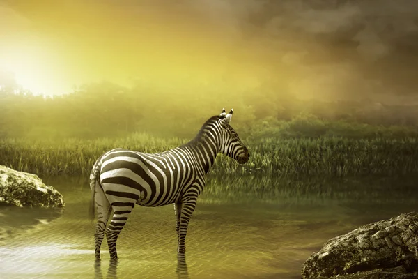 Zebra-Trinkwasser — Stockfoto