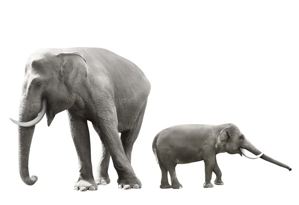 Conjunto de imagem de elefante sumatra — Fotografia de Stock