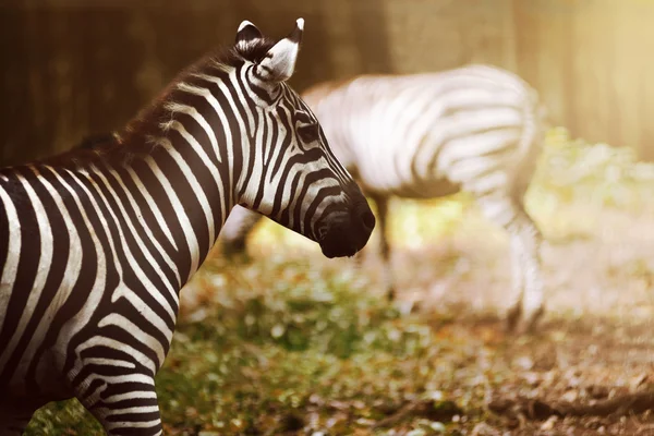 Zwei Zebras auf der Wiese — Stockfoto