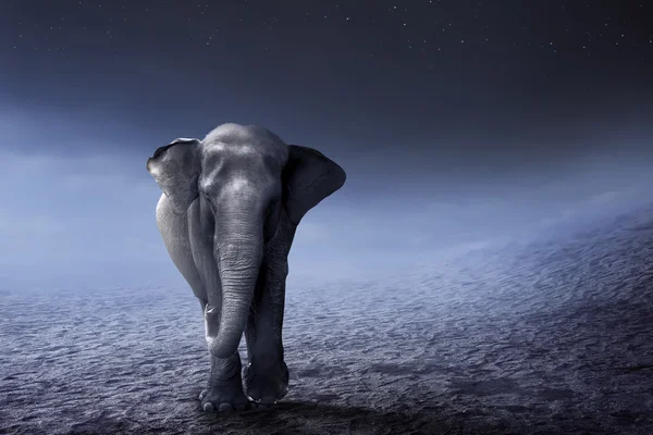 スマトラ象、砂漠の上を歩く — ストック写真