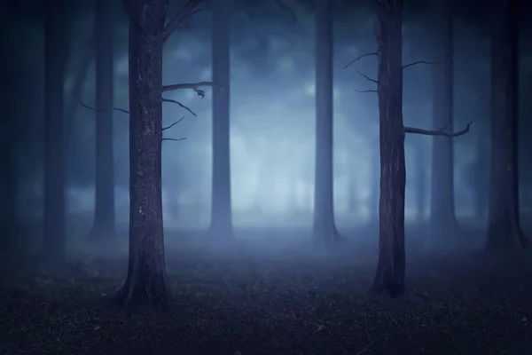 Creepy foggy forest — Stock Photo, Image