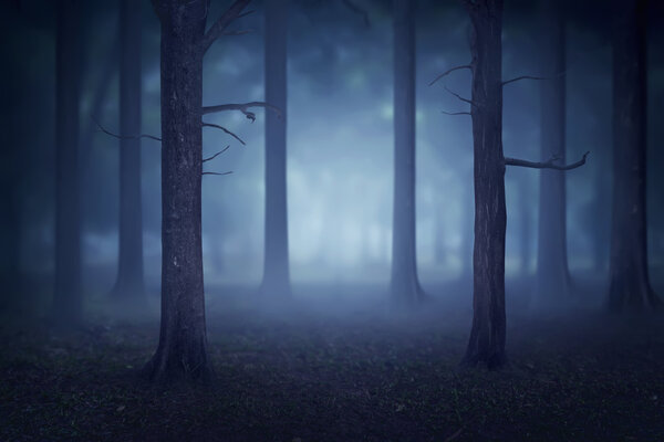 Creepy foggy forest with lots of trees