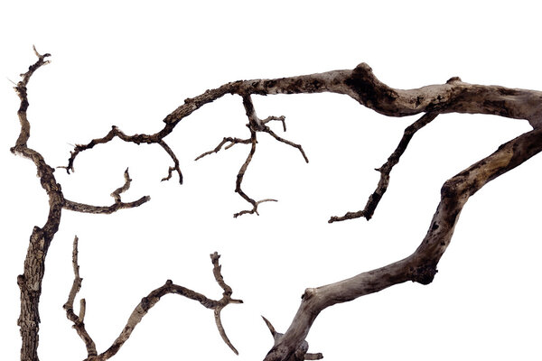 The dried tree twigs