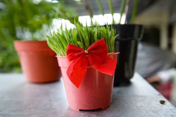 Trigo Verde Navidad Una Olla Con Una Corbata Roja Jardín —  Fotos de Stock