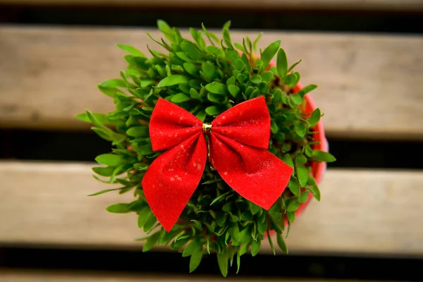 Trigo Verde Navideño Maceta Con Corbata Roja Sobre Fondo Madera — Foto de Stock