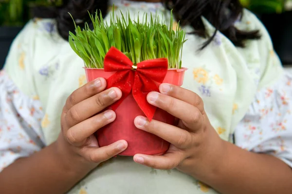 Mädchen Mit Grünem Weihnachtsweizen Topf Und Roter Krawatte Garten — Stockfoto