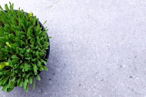 Close View Millet Grass Plant Pot — Stock Photo, Image