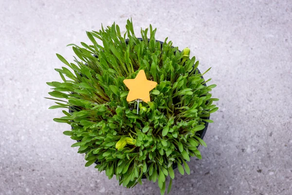 Close View Millet Grass Plant Christmas Ornament Pot — Stock Photo, Image