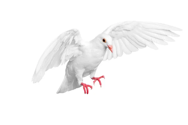 白い背景の上に隔離された白い鳩 — ストック写真