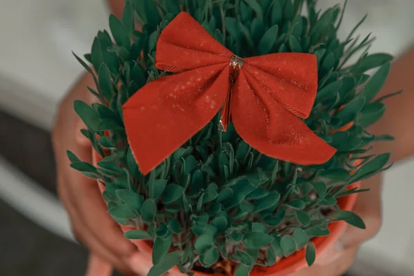 Lány Kezében Zöld Karácsonyi Búza Egy Edényben Egy Piros Nyakkendő — Stock Fotó