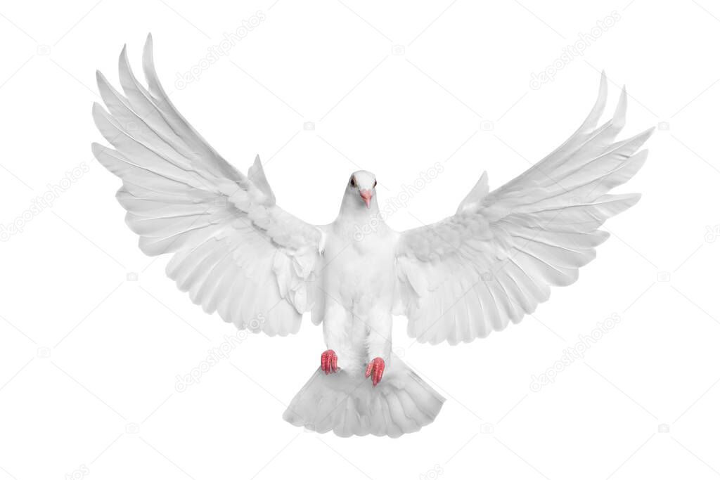 White pigeon flying isolated over white background