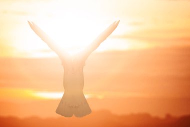 Gökyüzü arka planında uçan güvercinler