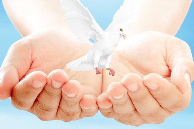 Gökyüzü arkaplanı açık uçan güvercin